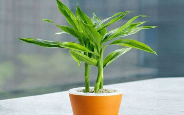 杭州新装修的房子放什么植物可以吸收甲醛